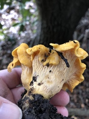 Cantharellus californicus
