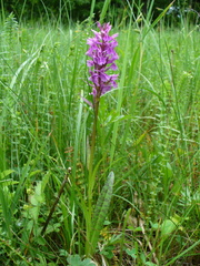 Dactylorhiza urvilleana