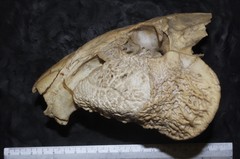 Cuniculus paca nelsoni