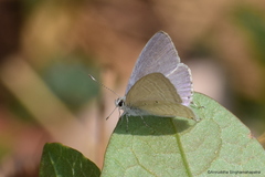 Catochrysops strabo strabo