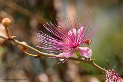Capparis zeylanica