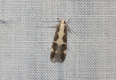 Chionodes sistrella