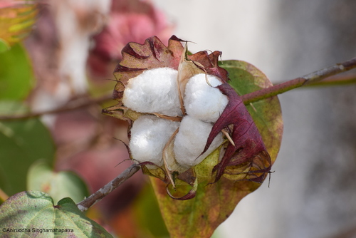 Gossypium hirsutum