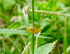 Phostria bistigmalis
