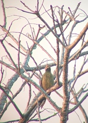 Colaptes fernandinae