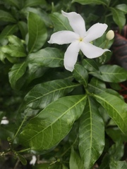 Tabernaemontana divaricata