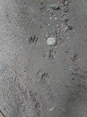 Cuniculus