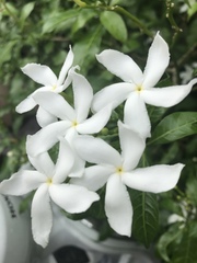 Tabernaemontana divaricata