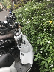 Tabernaemontana divaricata