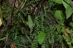 Asplenium stoloniferum