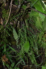 Asplenium stoloniferum