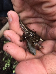 Heremites vittatus