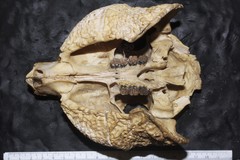 Cuniculus paca nelsoni