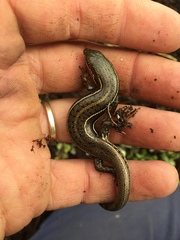 Heremites vittatus