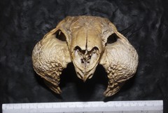 Cuniculus paca nelsoni