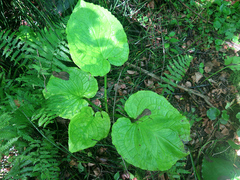 Symplocarpus renifolius