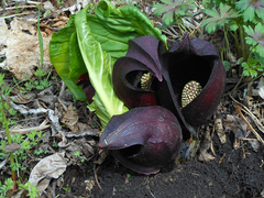 Symplocarpus renifolius