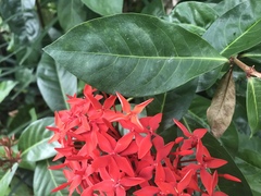 Ixora coccinea