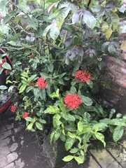 Ixora coccinea