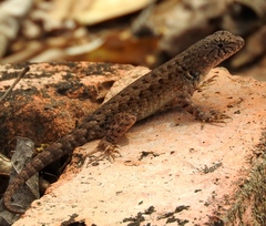 Sceloporus nelsoni