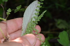 Asplenium stoloniferum