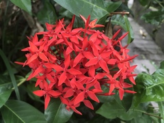 Ixora coccinea