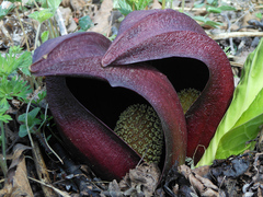 Symplocarpus renifolius