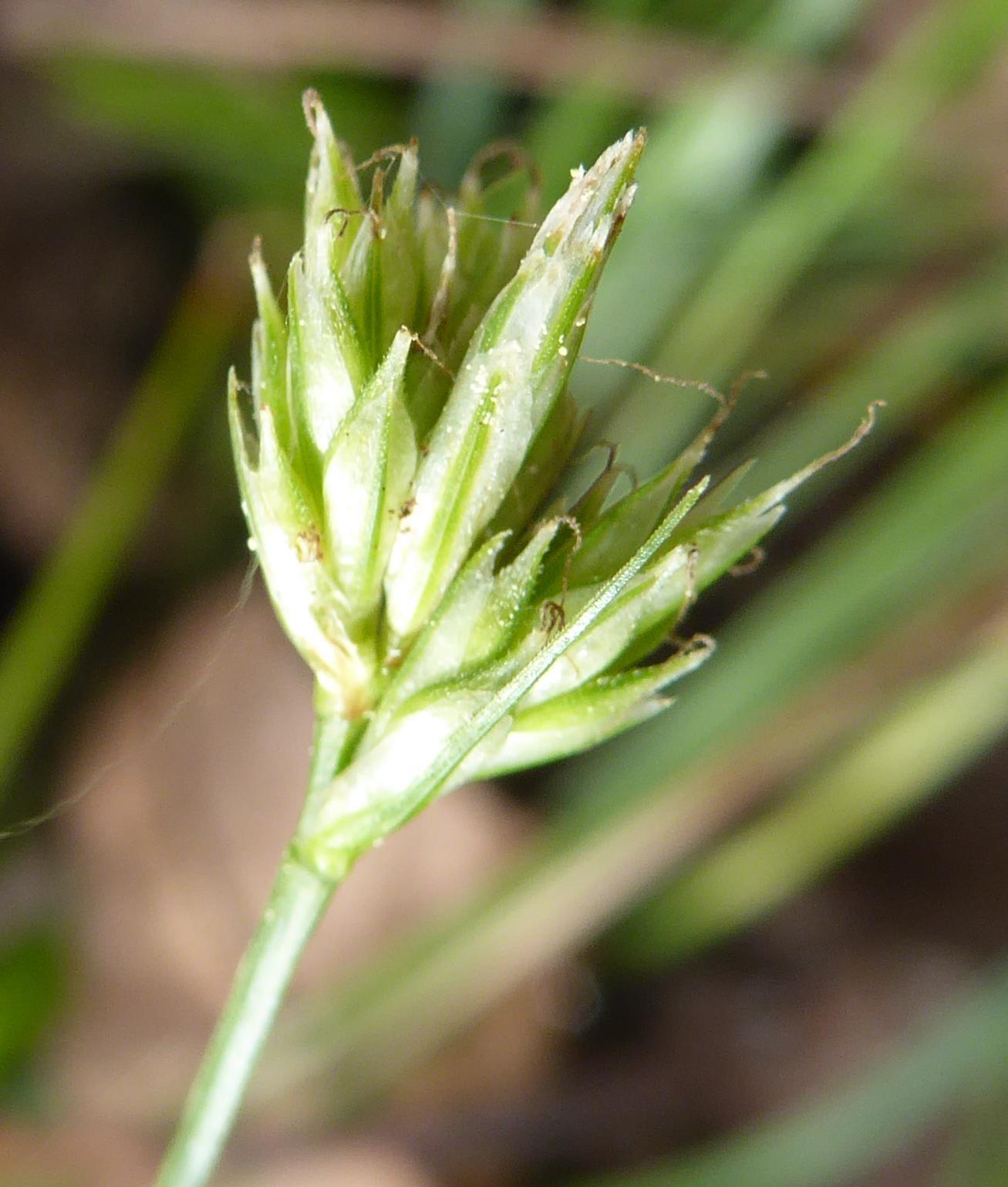 Carex floridana