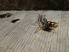 Macrotona securiformis