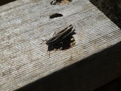 Macrotona securiformis