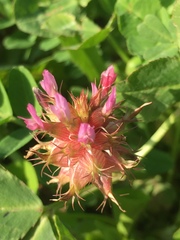 Trifolium spumosum