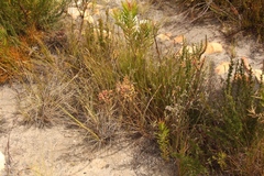 Struthiola tomentosa