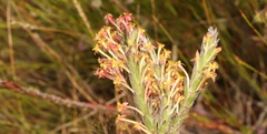 Struthiola tomentosa
