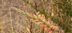 Struthiola tomentosa