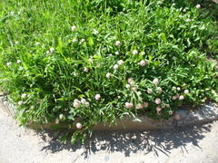Trifolium ambiguum
