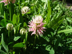 Trifolium ambiguum