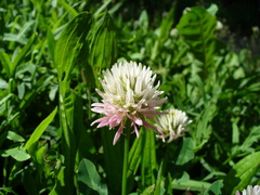 Trifolium ambiguum