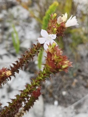 Roella amplexicaulis