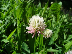 Trifolium ambiguum