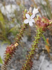 Roella amplexicaulis