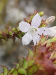 Roella amplexicaulis