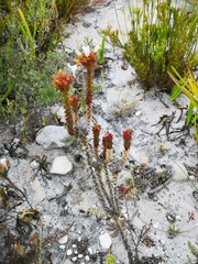 Roella amplexicaulis