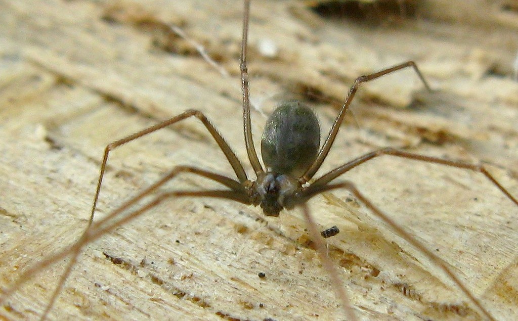 Wine Cellar Spider
