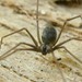 Wine Cellar Spider - Photo (c) michi1, some rights reserved (CC BY-NC), uploaded by michi1