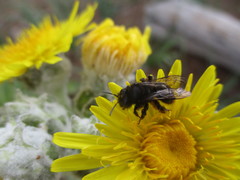 Andrena vulcana