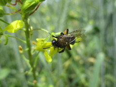 Andrena vulcana