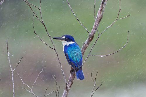 Forest Kingfisher illustration