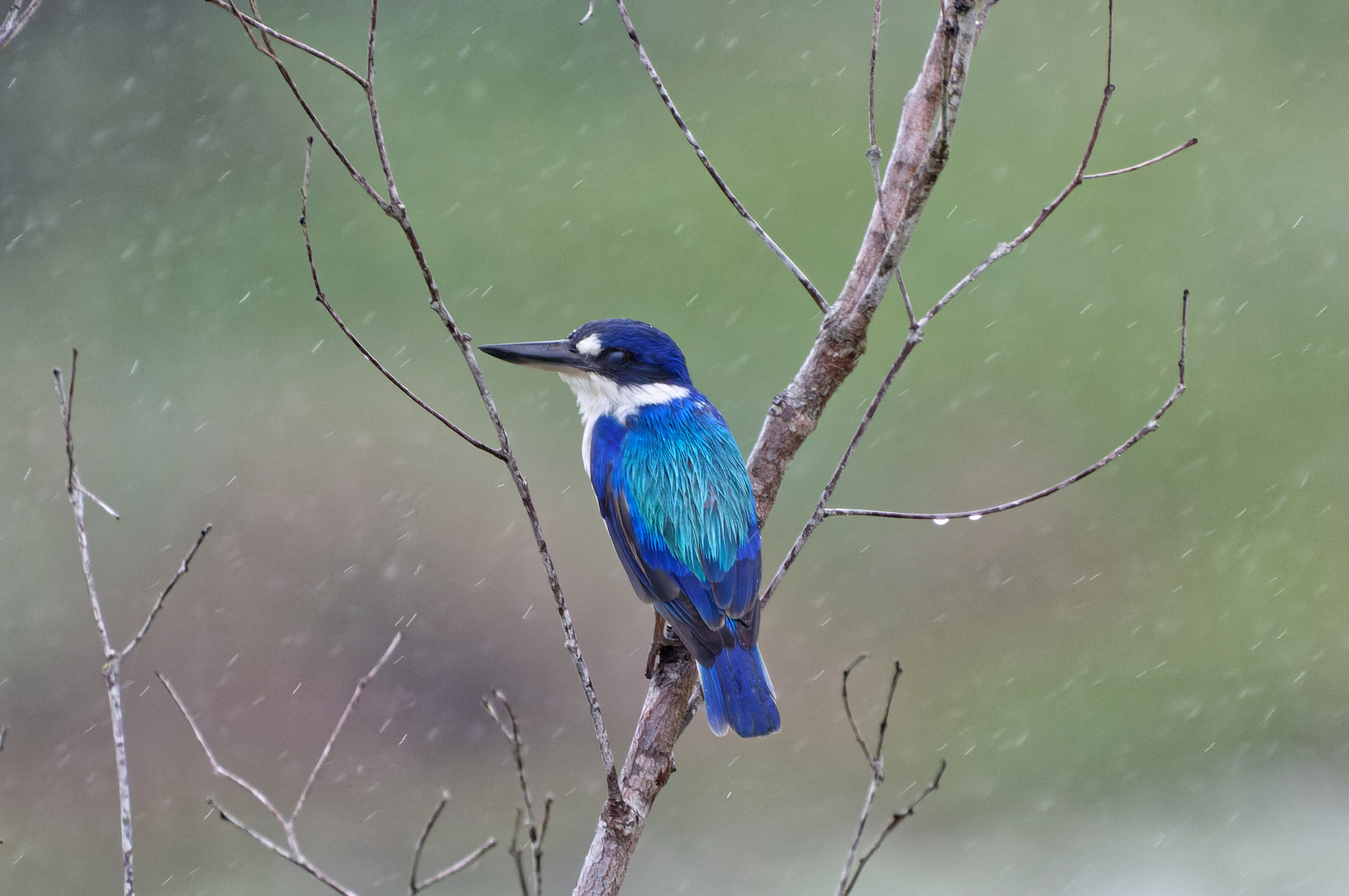 Forest Kingfisher illustration