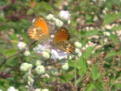 Coenonympha corinna
