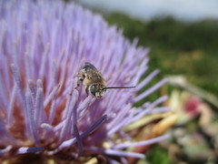 Tetraloniella hohmanni